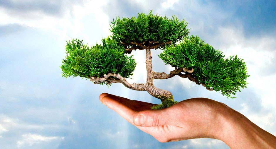 Un bonsai tinut in palma, pe fundal de cer